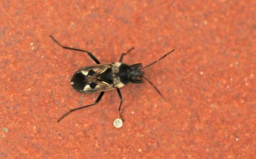 Rhyparochromus vulgaris